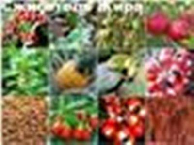 Сжигатель жира Текст